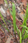 Thin paspalum